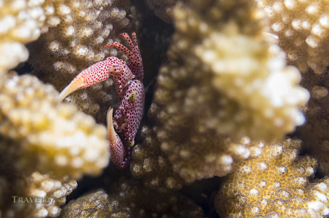 _1K52510- blog 470 new