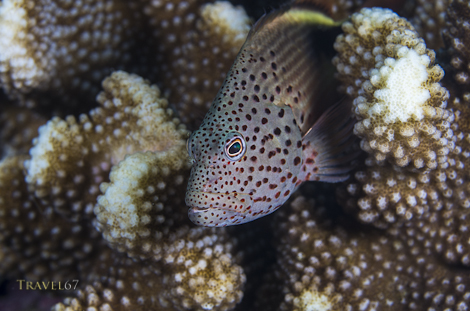 _1K52518- blog 470 new