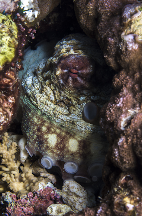 _1K52535- se 470 new