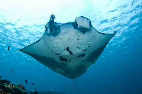 Manta Scramble, Ishigaki Island, Okinawahttp://www.flickr.com/photos/13377977@N04/sets/72157629412081819/