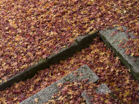 Kyoto in the Fall