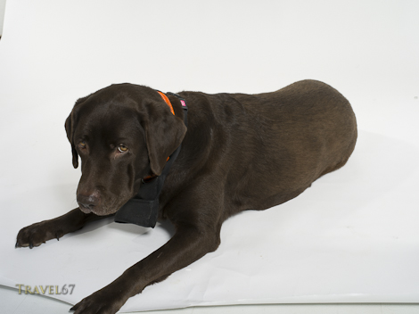 Paw prints on your background paper?