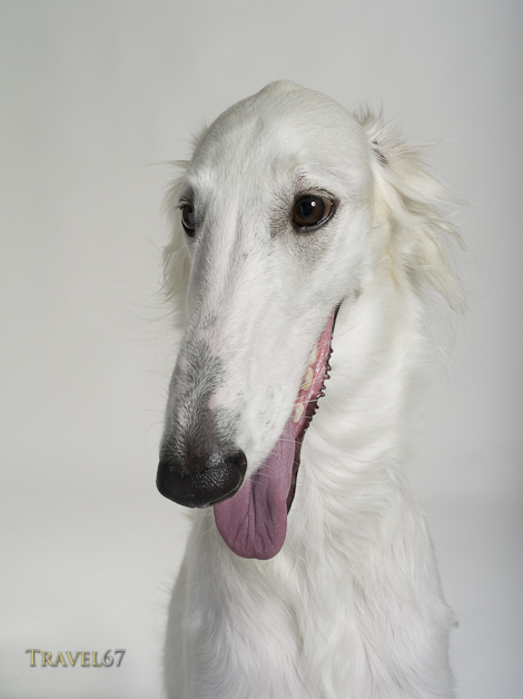 Cookie the Borzoi