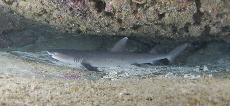 Diving off Kume Island, Okinawa