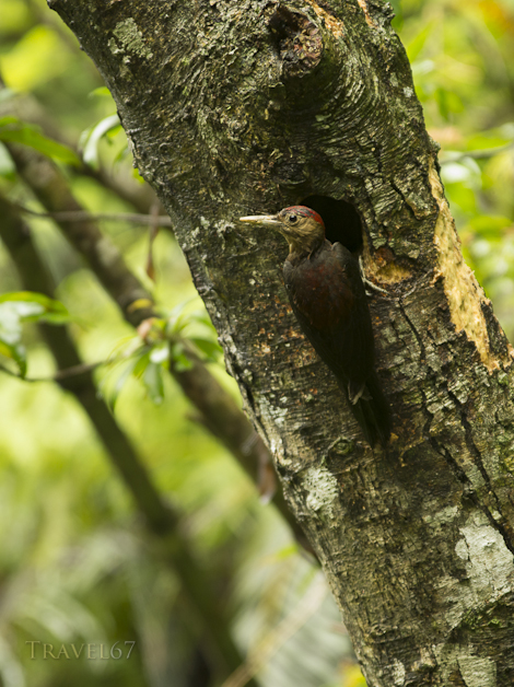 Noguchi-gera, Pryer's Woodpecker, Sapheopipo noguchii