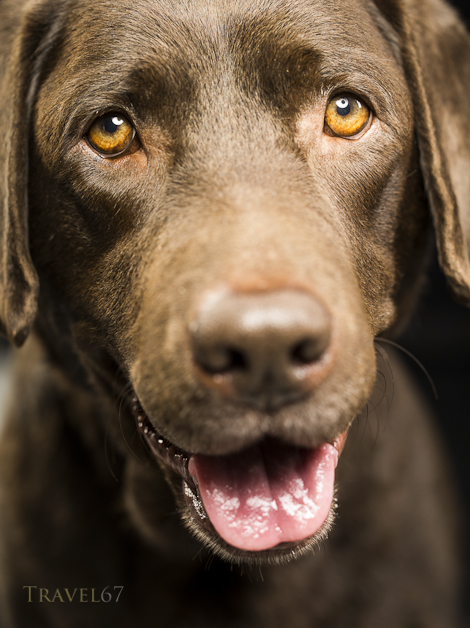 Bear - Lighting Assistant