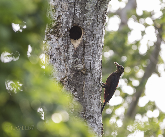 Okinawa Woodpecker / Noguchii gera / Sapheopipo noguchii