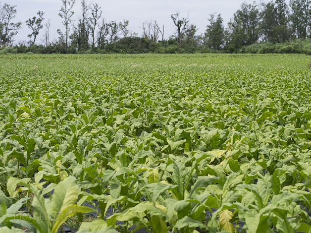 Tobacco Fields, Ie Island, Okinawa
