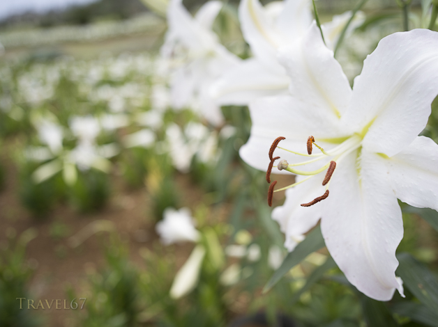 Ie Lily Festival, Ie Island, Okinawa, Japan