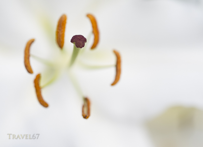 Ie Lily Festival, Ie Island, Okinawa, Japan