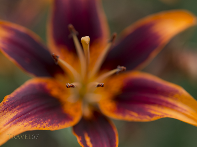 Ie Lily Festival, Ie Island, Okinawa, Japan