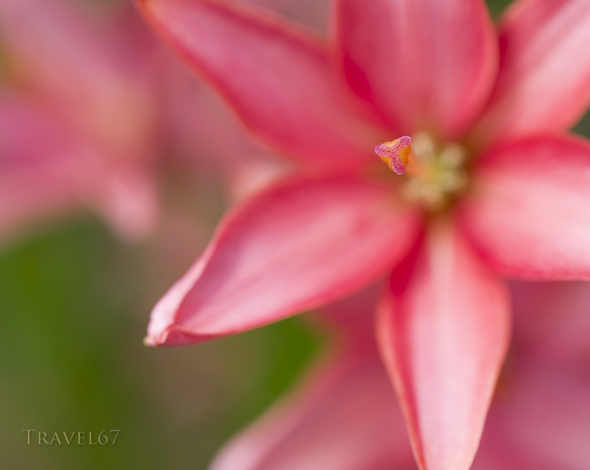 Ie Lily Festival, Ie Island, Okinawa, Japan