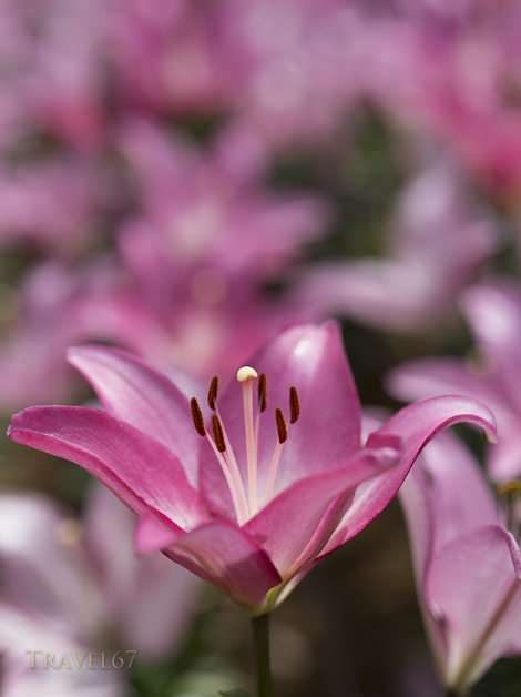 Ie Lily Festival, Ie Island, Okinawa, Japan