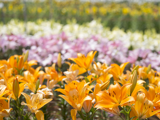 Ie Lily Festival, Ie Island, Okinawa, Japan