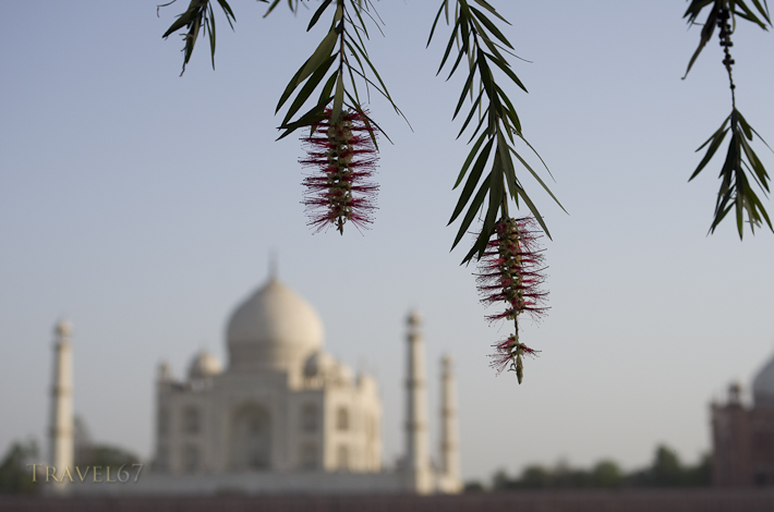Taj Mahal - Flowers