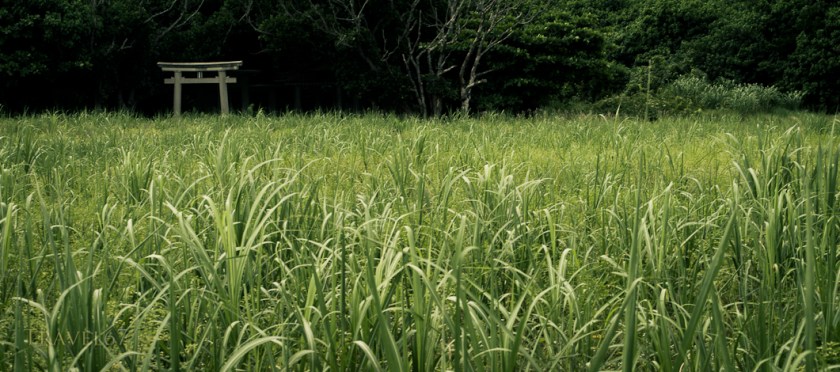 Torii Gate & Sugar Cane - Ishigaki, Okinawa 