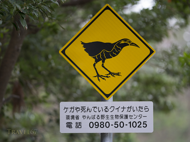 Protecting the Okinawa Rail