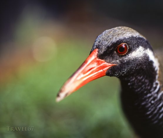 Protecting the Okinawa Rail
