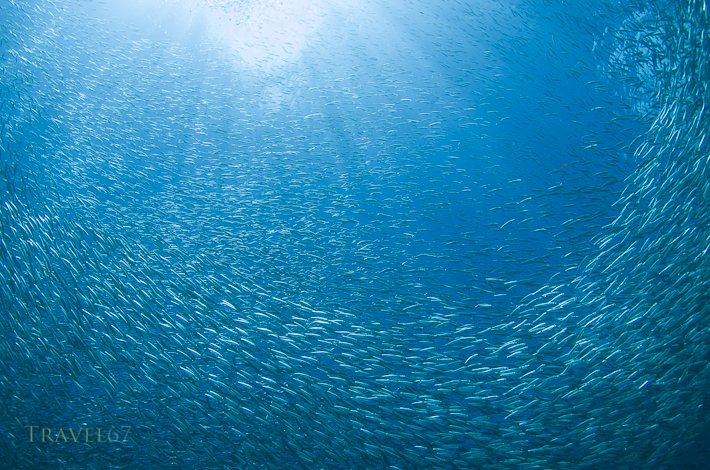 Bait ball of sardines - Maeda Point, Okinawa, Japan