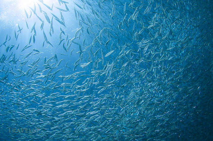 Bait ball of sardines - Maeda Point, Okinawa, Japan