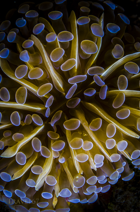Oceanic Nebulua Cluster
