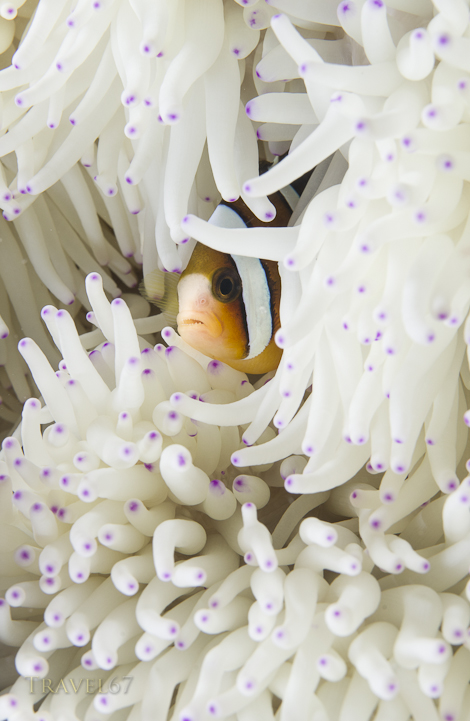 Anemone Fish
