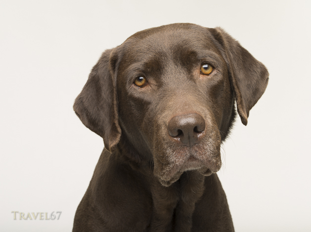 Chocolate Labrador Retriever Dog Studio Portrait White Background