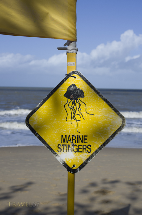 Marine Stingers - Palm Cove, Cairns