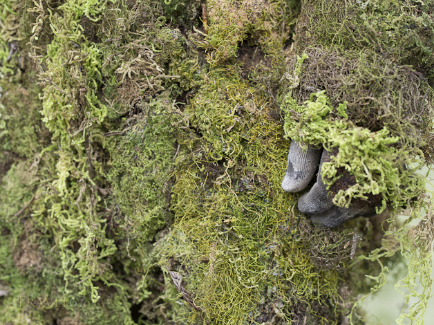 Gamusi Nokondi Singsing Group, Goroka District, Eastern Highlands Province - Goroka Show, Papua New Guinea