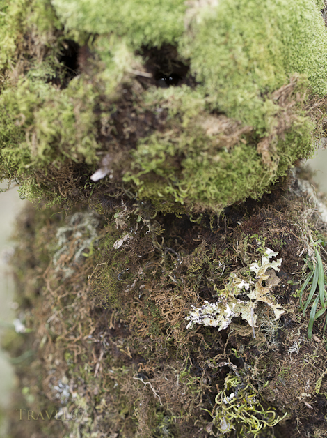 Gamusi Nokondi Singsing Group, Goroka District, Eastern Highlands Province - Goroka Show, Papua New Guinea