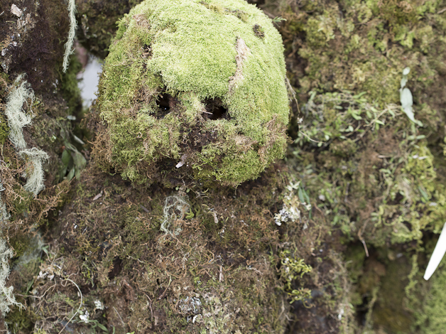 Gamusi Nokondi Singsing Group, Goroka District, Eastern Highlands Province - Goroka Show, Papua New Guinea