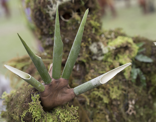 Gamusi Nokondi Singsing Group, Goroka District, Eastern Highlands Province - Goroka Show, Papua New Guinea