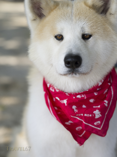 Taro the Akita-ken