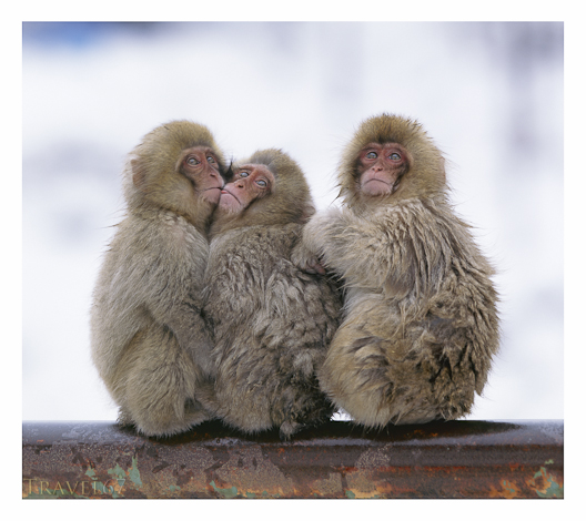 Snow Monkey Hug