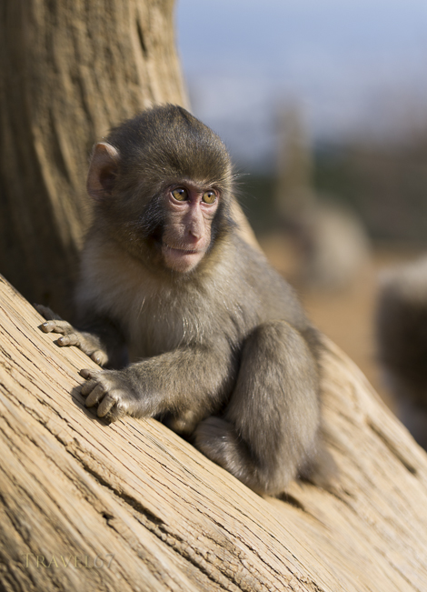 Arashiyama Monkey Park Iwatayama , Arashiyama , Kyoto