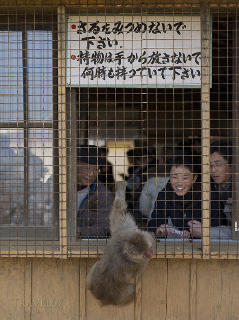 Arashiyama Monkey Park Iwatayama , Arashiyama , Kyoto