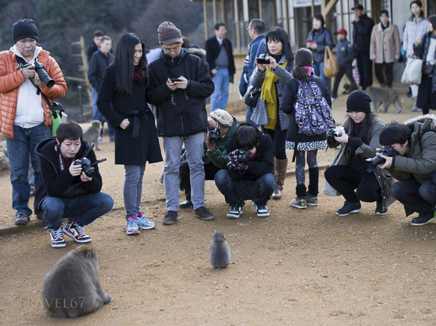 Arashiyama Monkey Park Iwatayama , Arashiyama , Kyoto