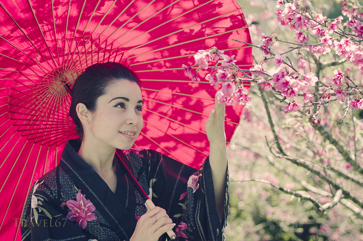 Cherry Blossom Viewing, Mt Yaedake, Nago, Okinawa, Japan