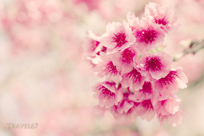 Cherry Blossom Viewing, Mt Yaedake, Nago, Okinawa, Japan