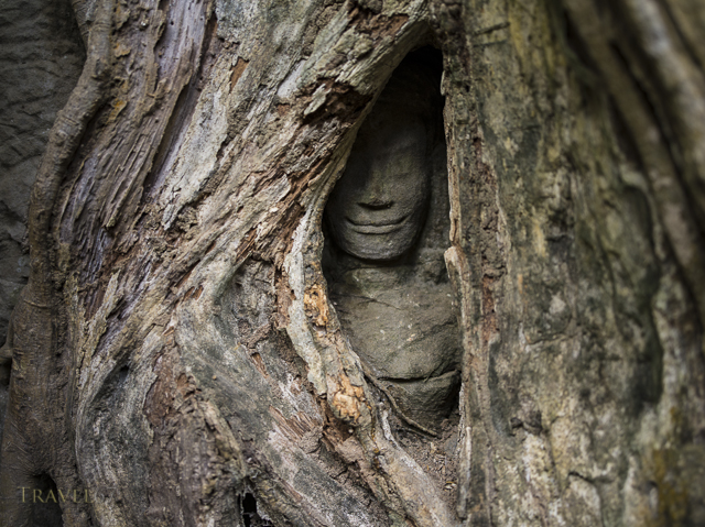 Entombed - Ta Prohm temple, Siem Reap, Cambodia