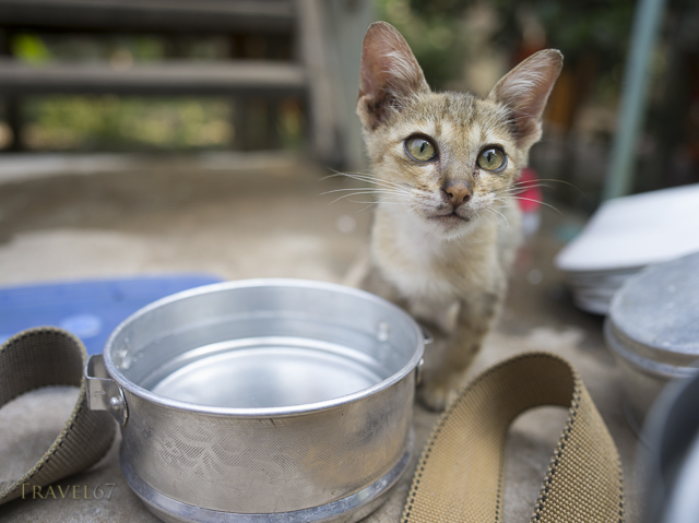 Wat Athvea Temple, Siem Reap, Cambodia