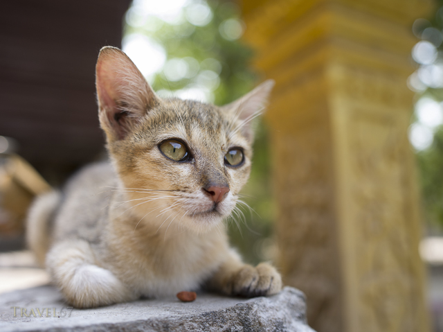Wat Athvea Temple, Siem Reap, Cambodia