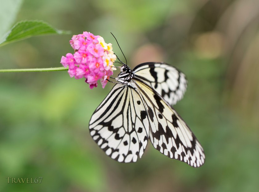 Idea leuconoe -  Rice Paper Butterfly,  (oogomadara)