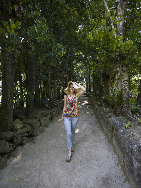 Bise Fukugi Tree Road