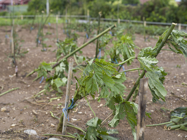 Typhoon Neoguri - Damage Crops