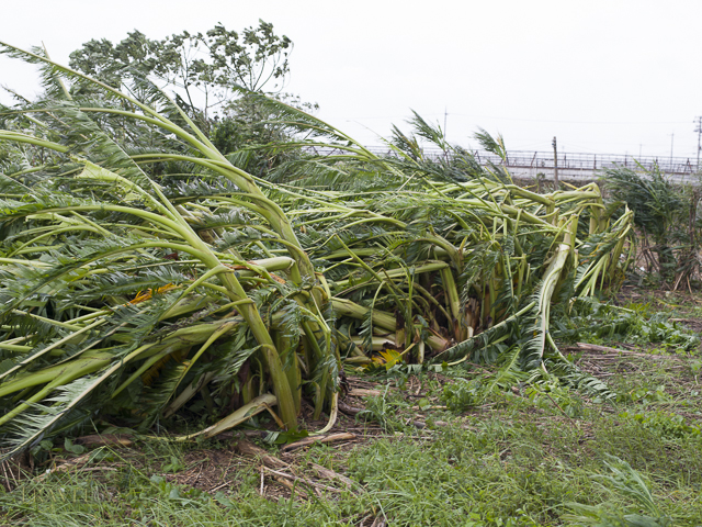 Typhoon Neoguri - Flattened Banana Trees