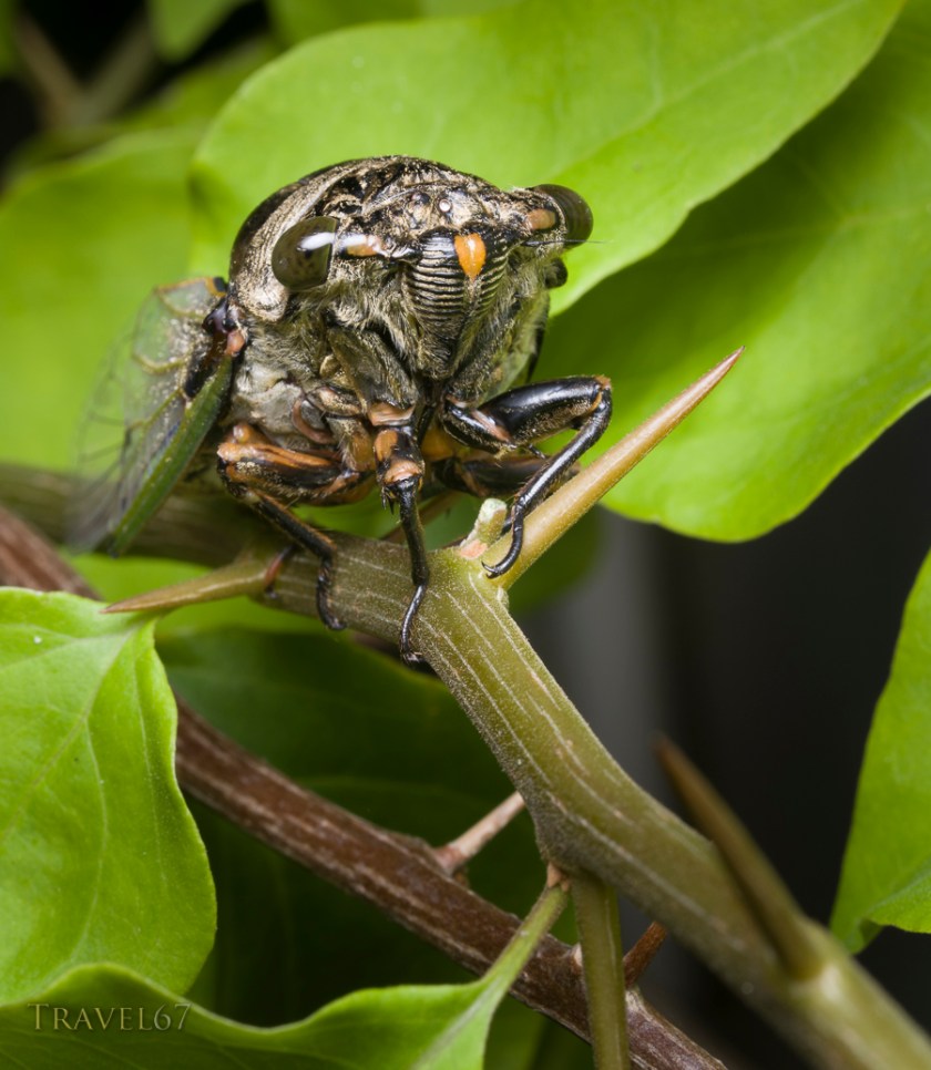 Cicada - Okinawa, Japan. 