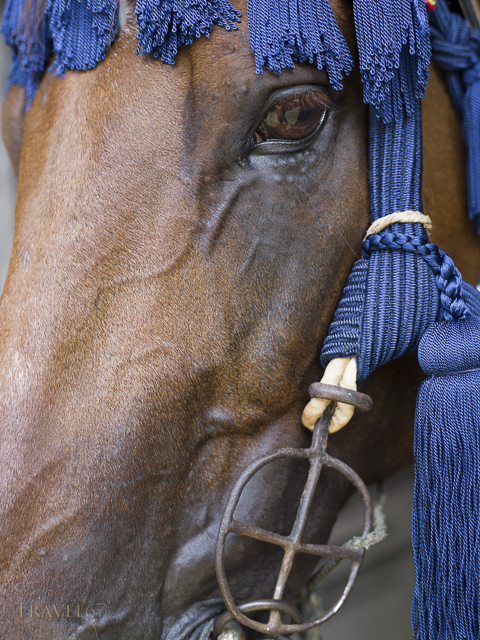 Soma Nomaoi Samurai Horseman Festival