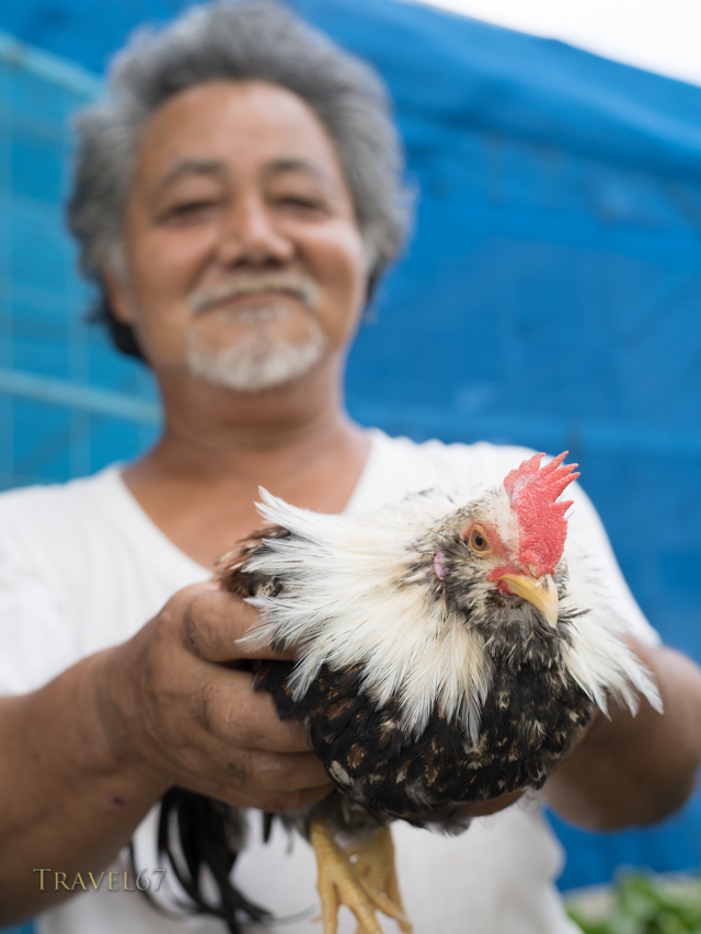 Iha-san with his chan  chickens チャーン
