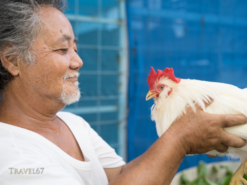 Iha-san with his chan  chickens チャーン